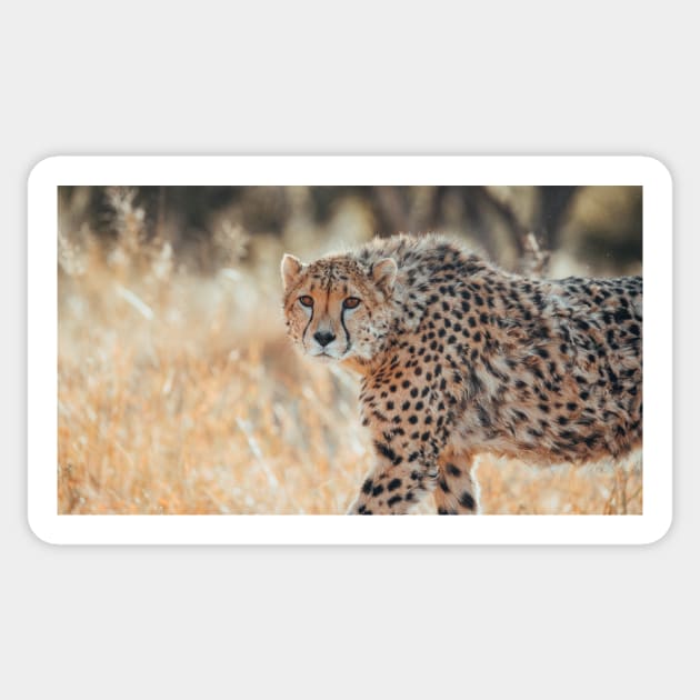 Safari Cheetah Sticker by withluke